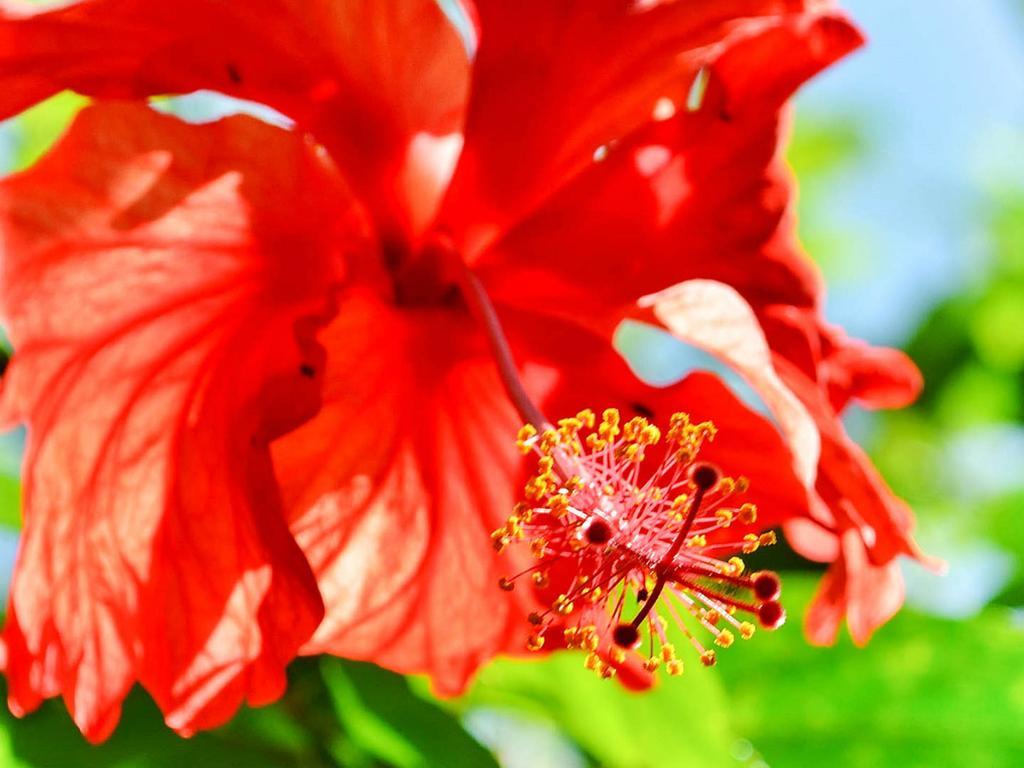 Caribe Town Bungalows Puerto Viejo de Talamanca Εξωτερικό φωτογραφία